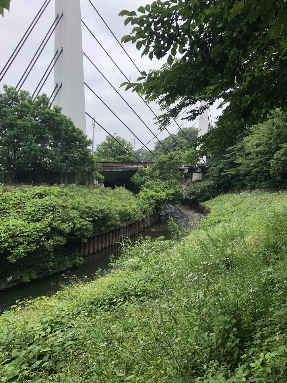 【新座ラン】新座温泉かスパジャポ起点の写真17