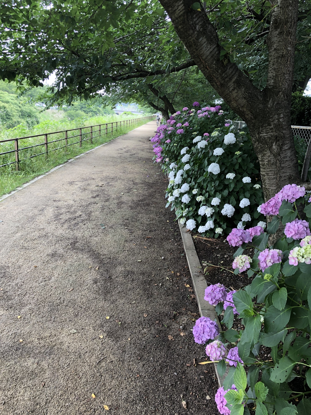 【新座ラン】新座温泉かスパジャポ起点の写真28