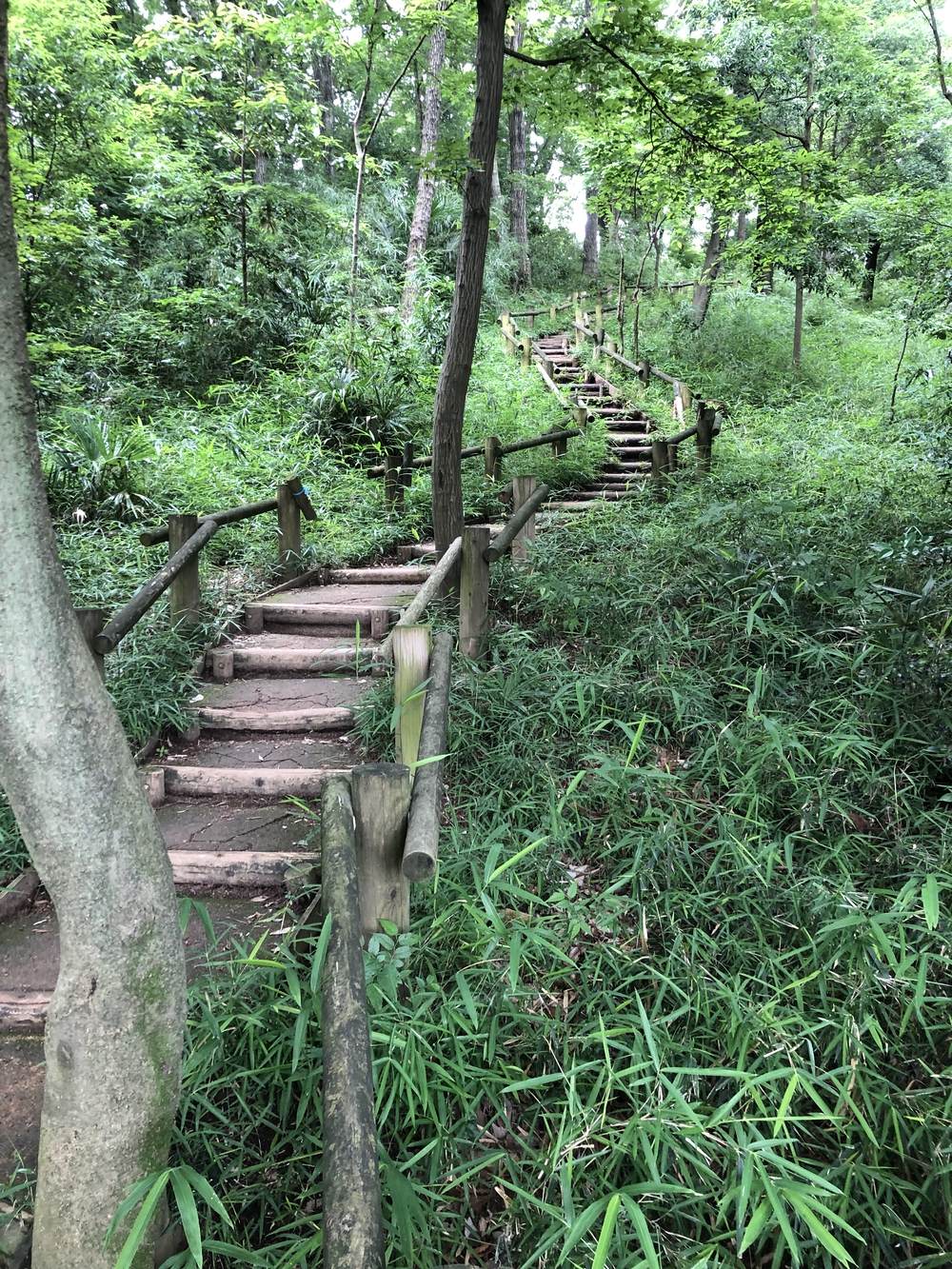 【新座ラン】新座温泉かスパジャポ起点の写真29