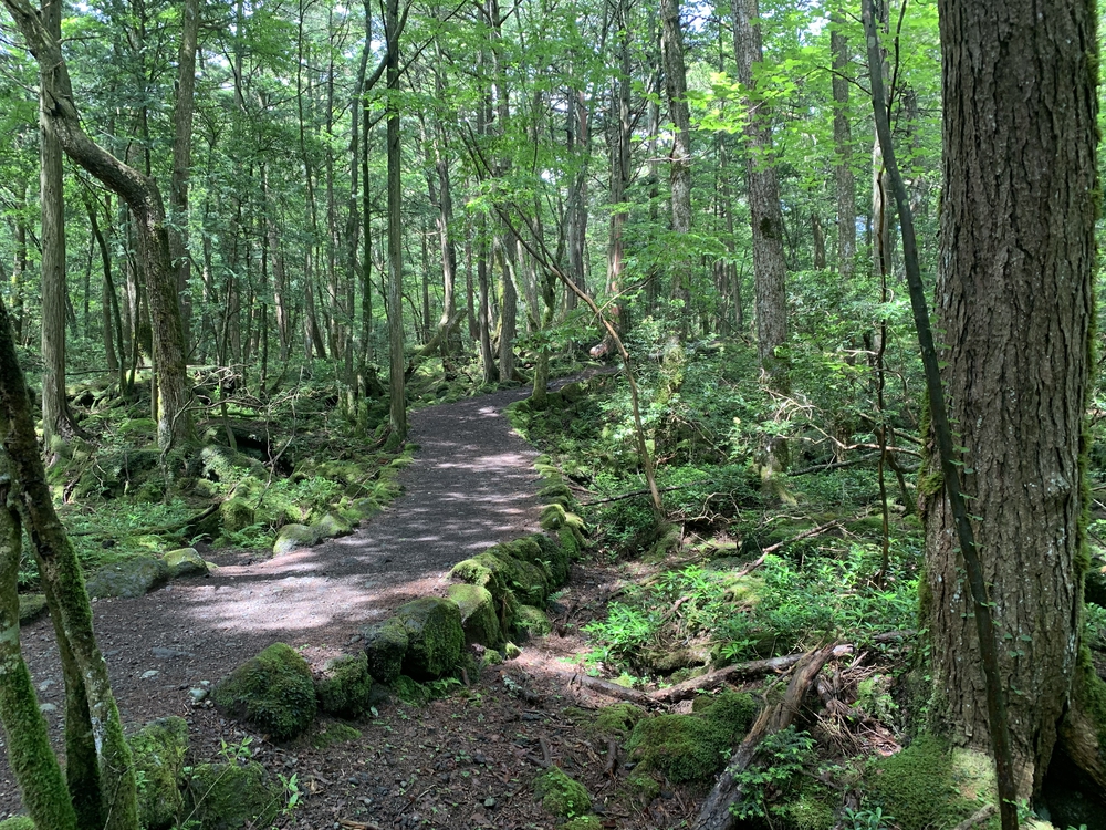 天然クーラー 青木ヶ原樹海の写真4