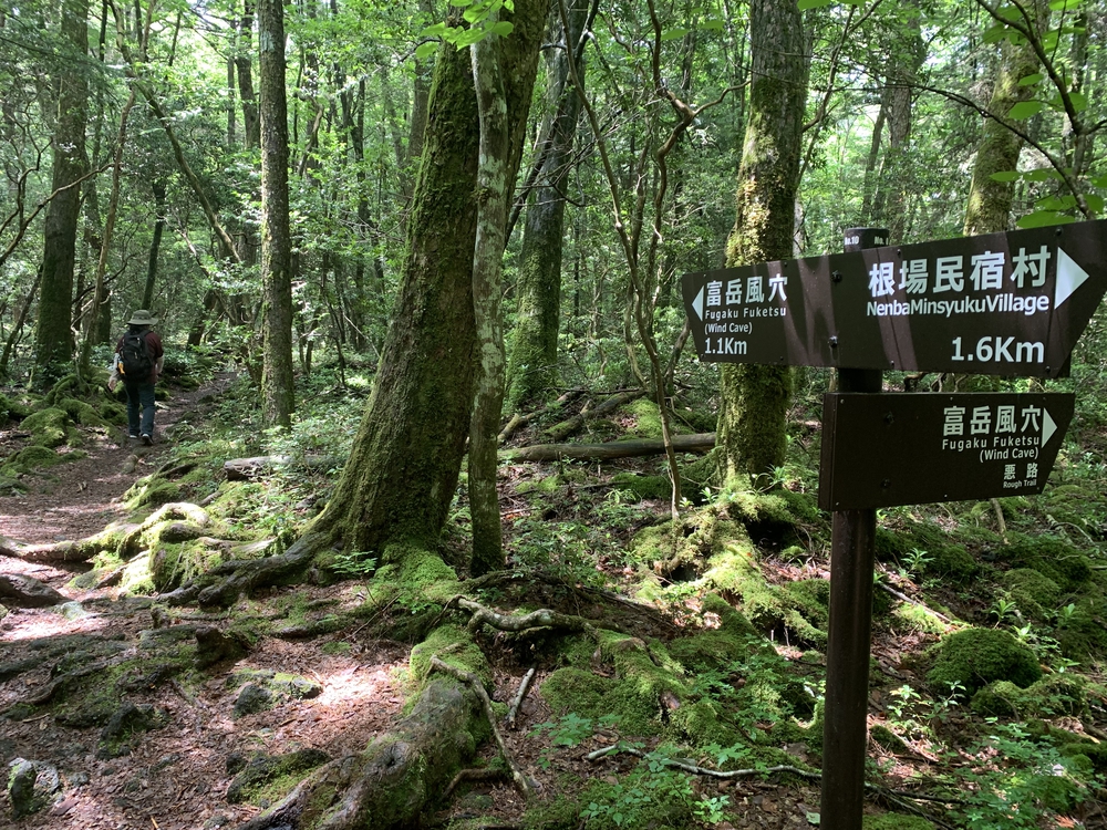天然クーラー 青木ヶ原樹海の写真6