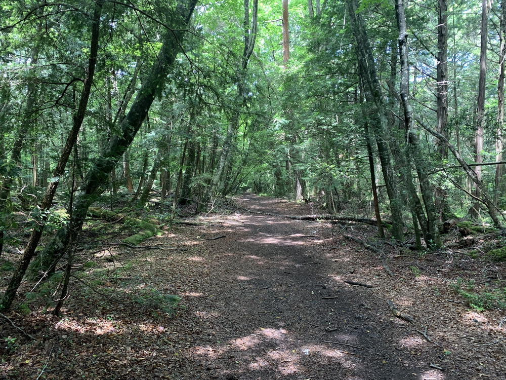 天然クーラー 青木ヶ原樹海の写真8