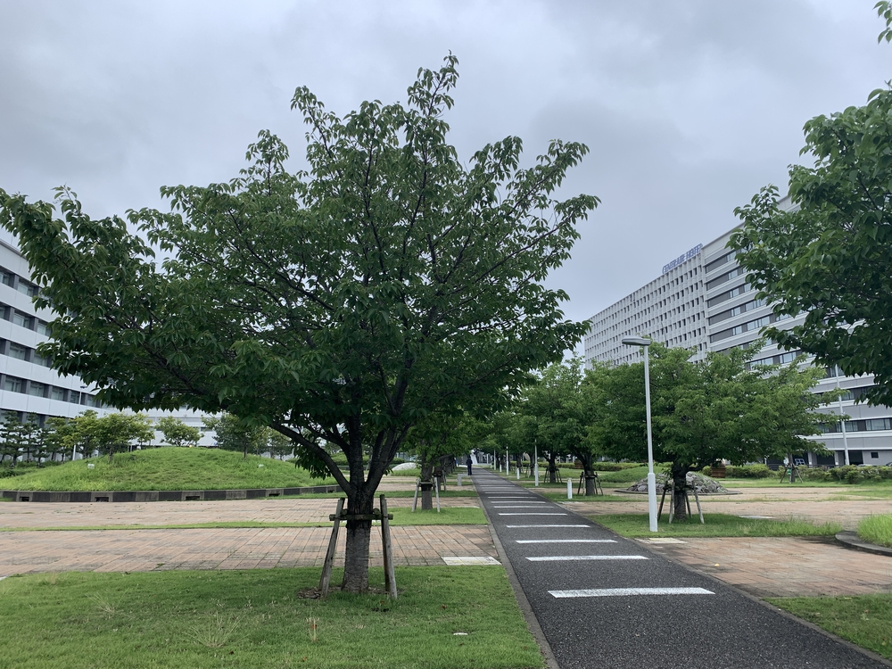 帰省ラン・おまけ； セントレアでも走る！の写真16