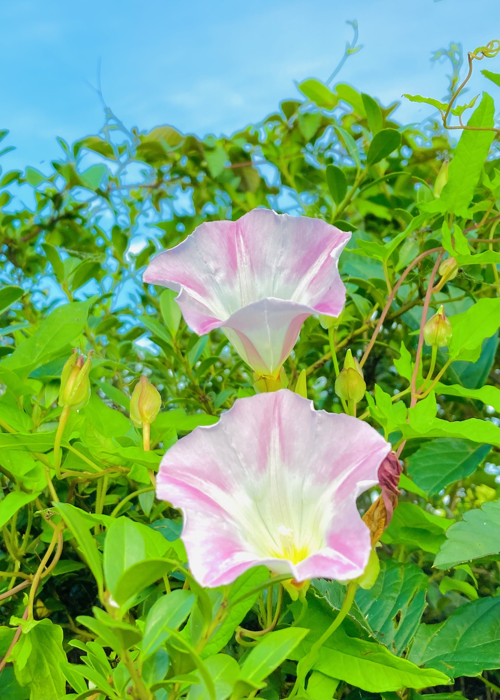 深緑と野鳥の声に癒される彩湖遊週コースの写真3