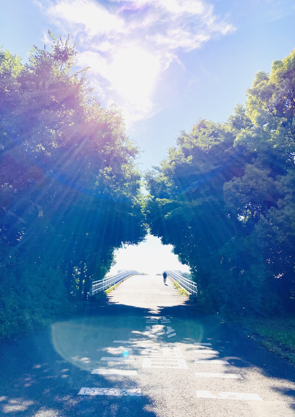 深緑と野鳥の声に癒される彩湖遊週コースの写真6