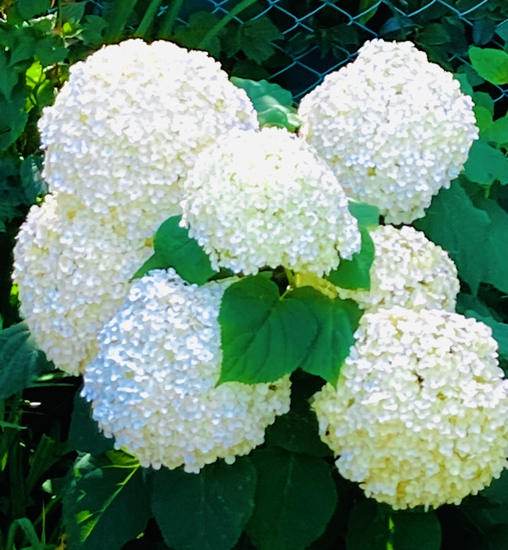 深緑と野鳥の声に癒される彩湖遊週コースの写真8