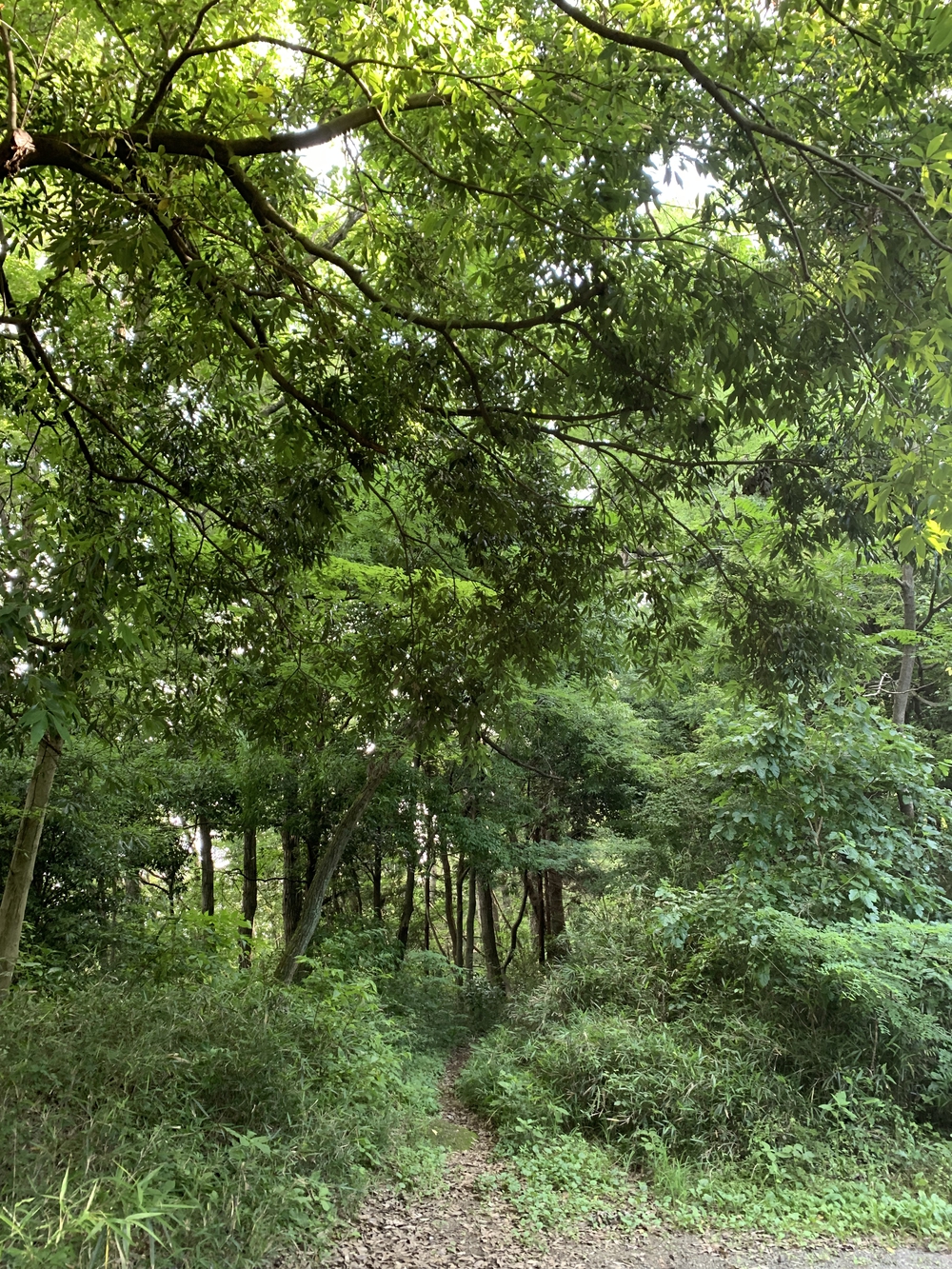 【トレイル】多摩湖狭山湖周回の写真8