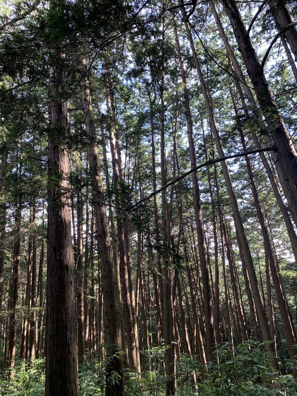 【トレイル】多摩湖狭山湖周回の写真9