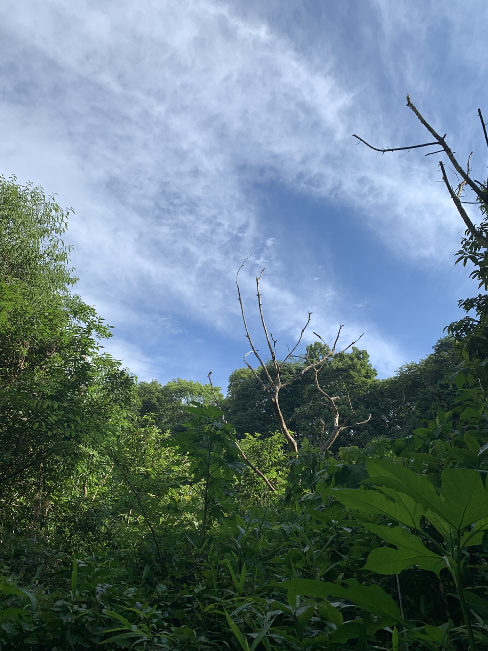 【トレイル】多摩湖狭山湖周回の写真10