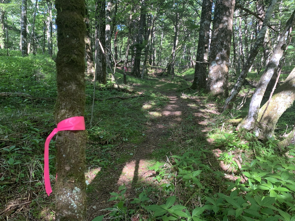 ふじあざみラインで富士山須走口五合目までの写真9