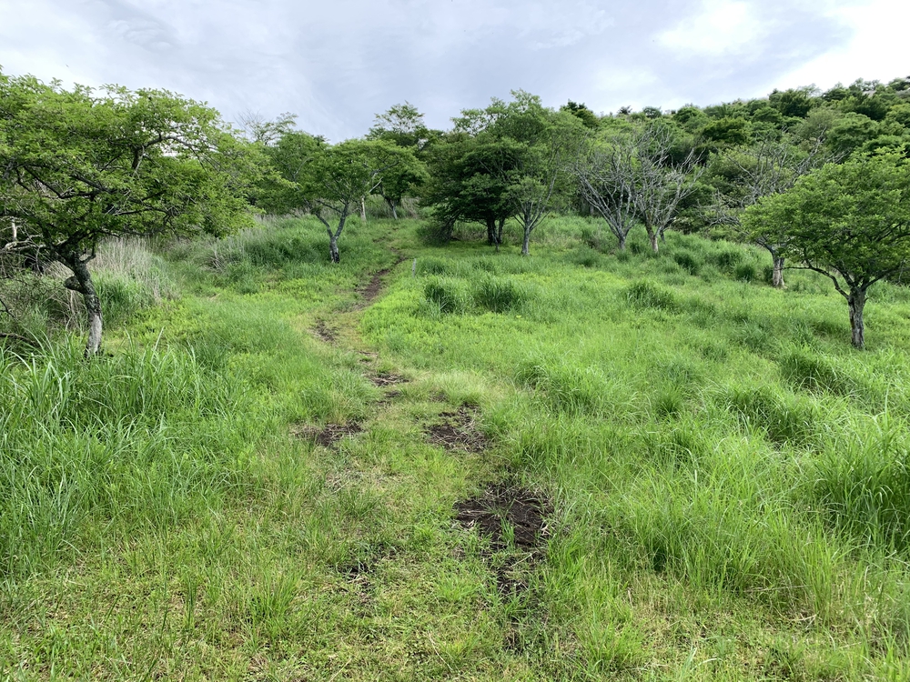 絶景富士山　高指山～明神山～パノラマ台の写真5