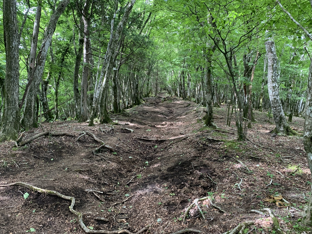 絶景富士山　高指山～明神山～パノラマ台の写真8