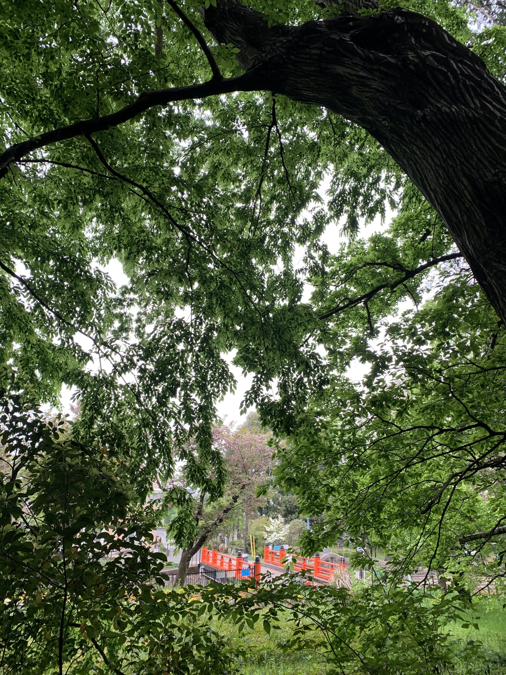 住宅街の中にある森！の写真3