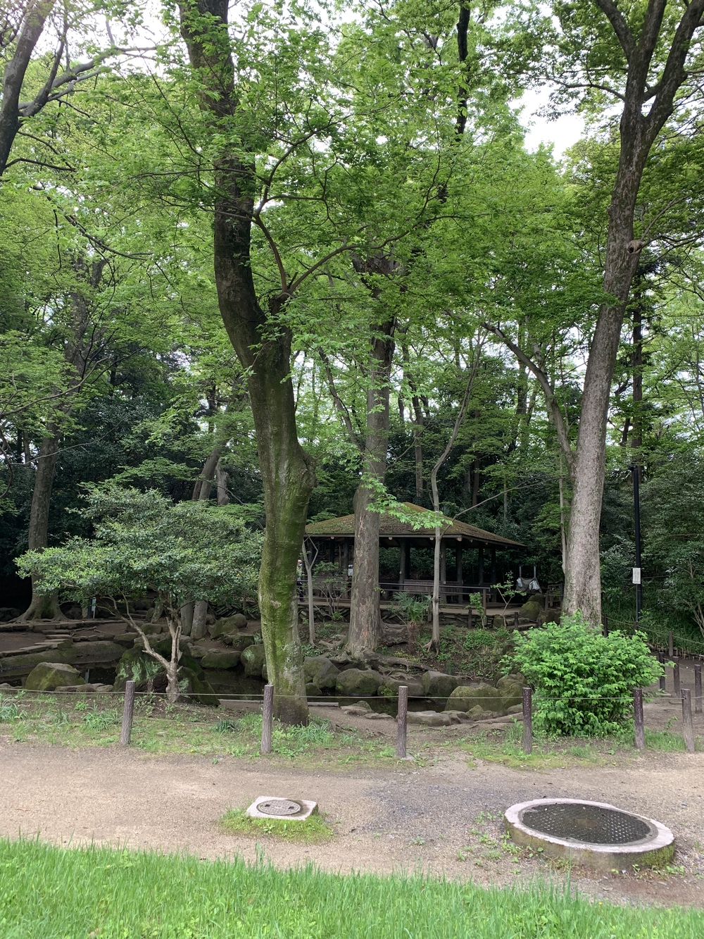 住宅街の中にある森！の写真5