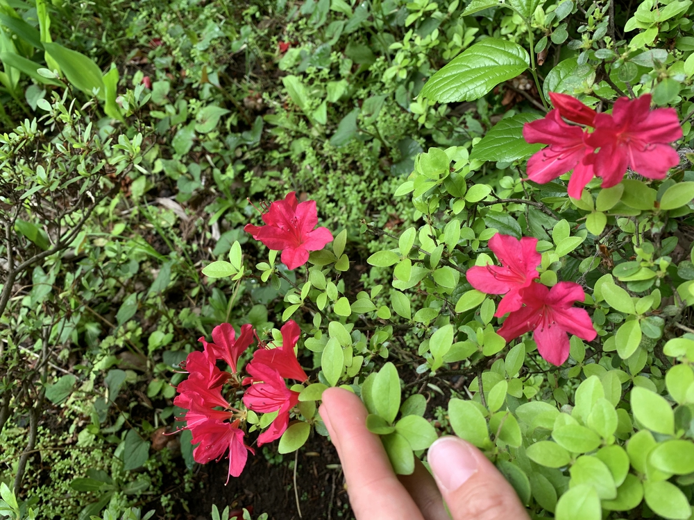 住宅街の中にある森！の写真10