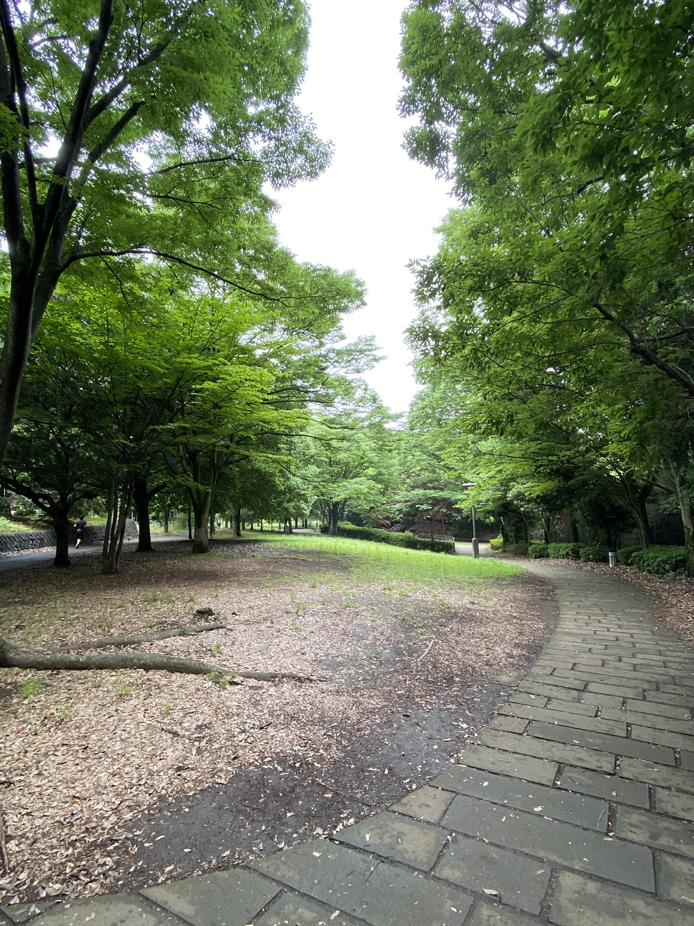 都筑緑道は都市型クロカンフォレストコース🍃❗️の写真7