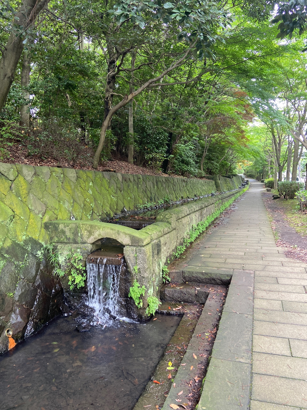 都筑緑道は都市型クロカンフォレストコース🍃❗️の写真10