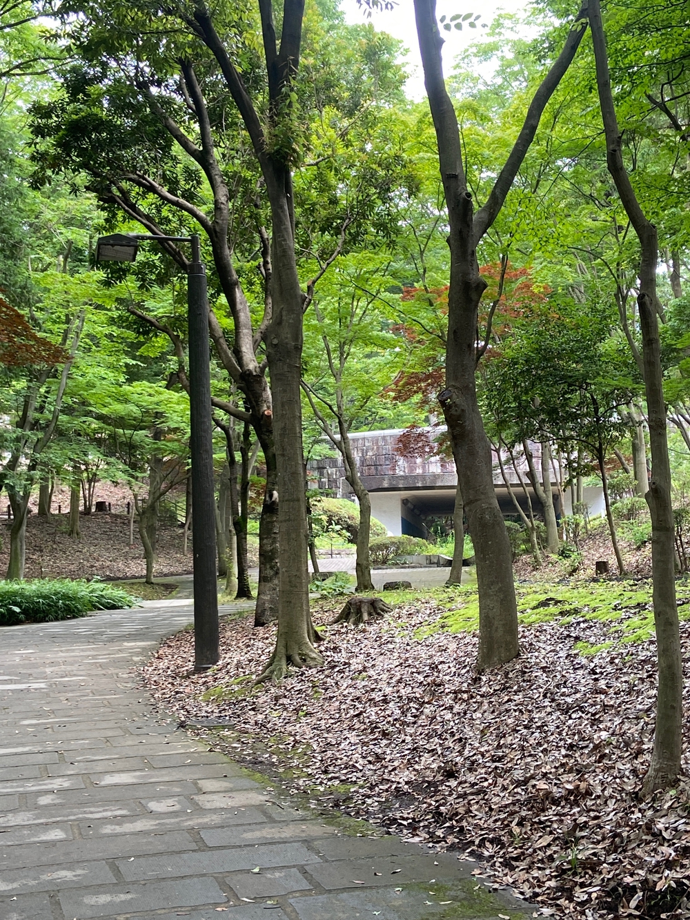 都筑緑道は都市型クロカンフォレストコース🍃❗️の写真12