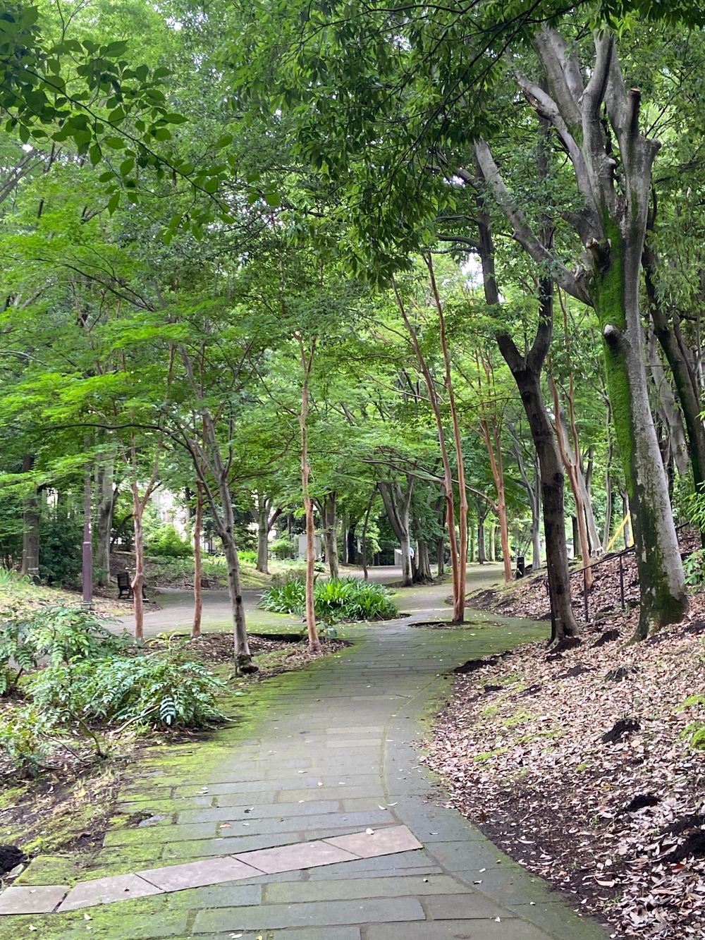 都筑緑道は都市型クロカンフォレストコース🍃❗️の写真13