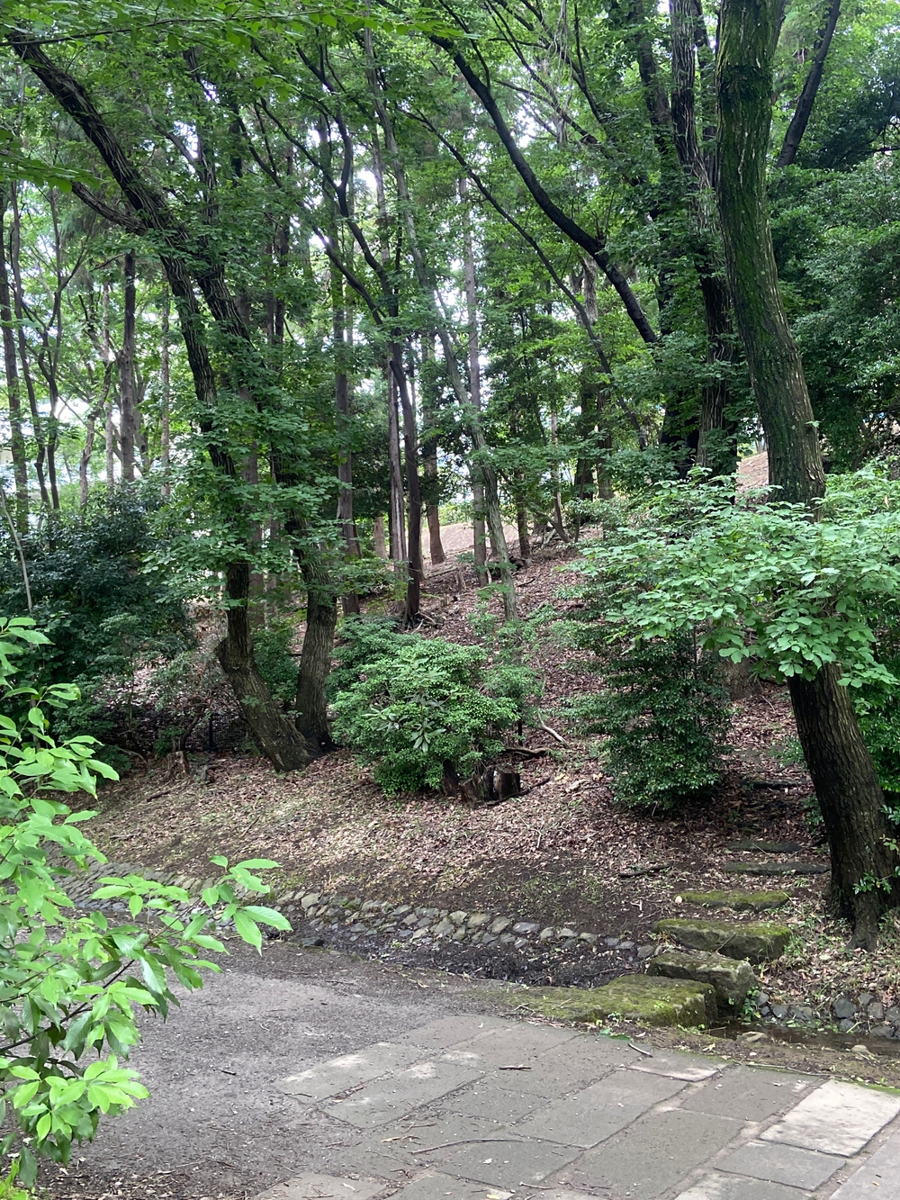 都筑緑道は都市型クロカンフォレストコース🍃❗️の写真16