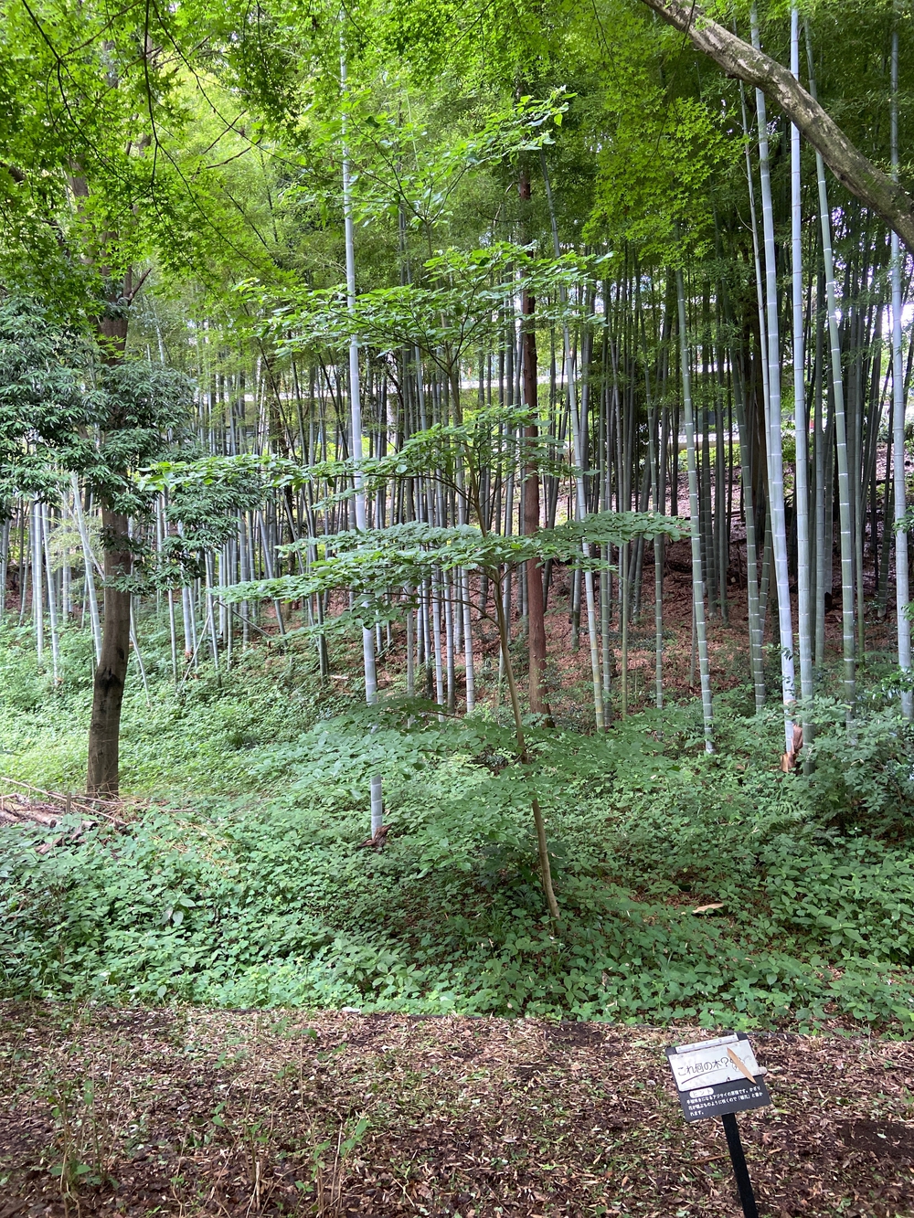 都筑緑道は都市型クロカンフォレストコース🍃❗️の写真18
