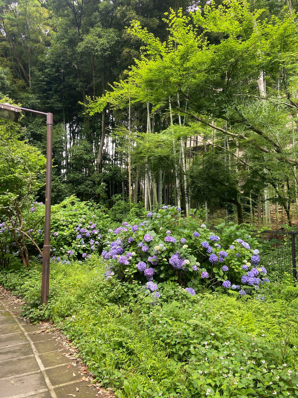 都筑緑道は都市型クロカンフォレストコース🍃❗️の写真21