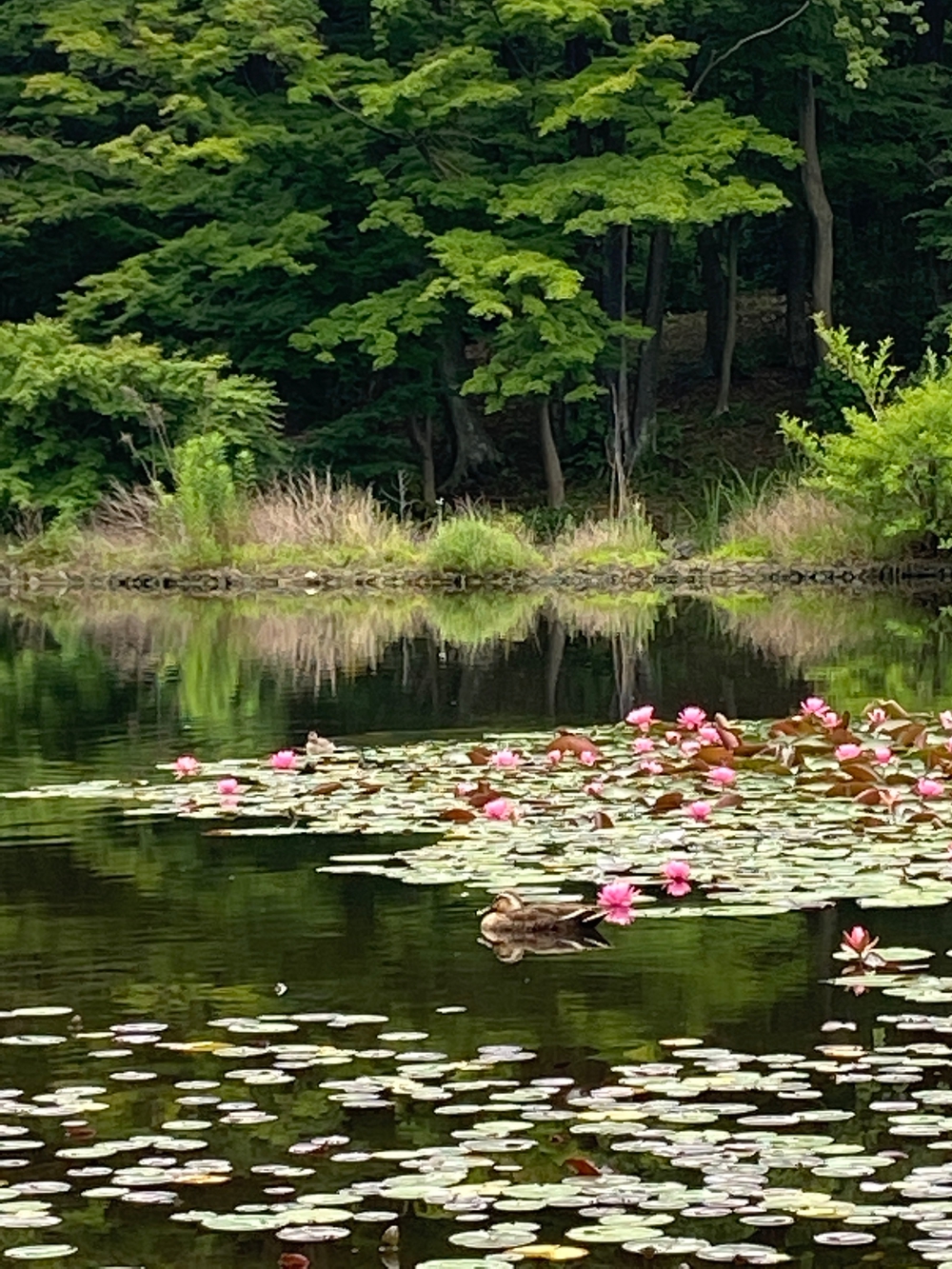 都筑緑道は都市型クロカンフォレストコース🍃❗️の写真24