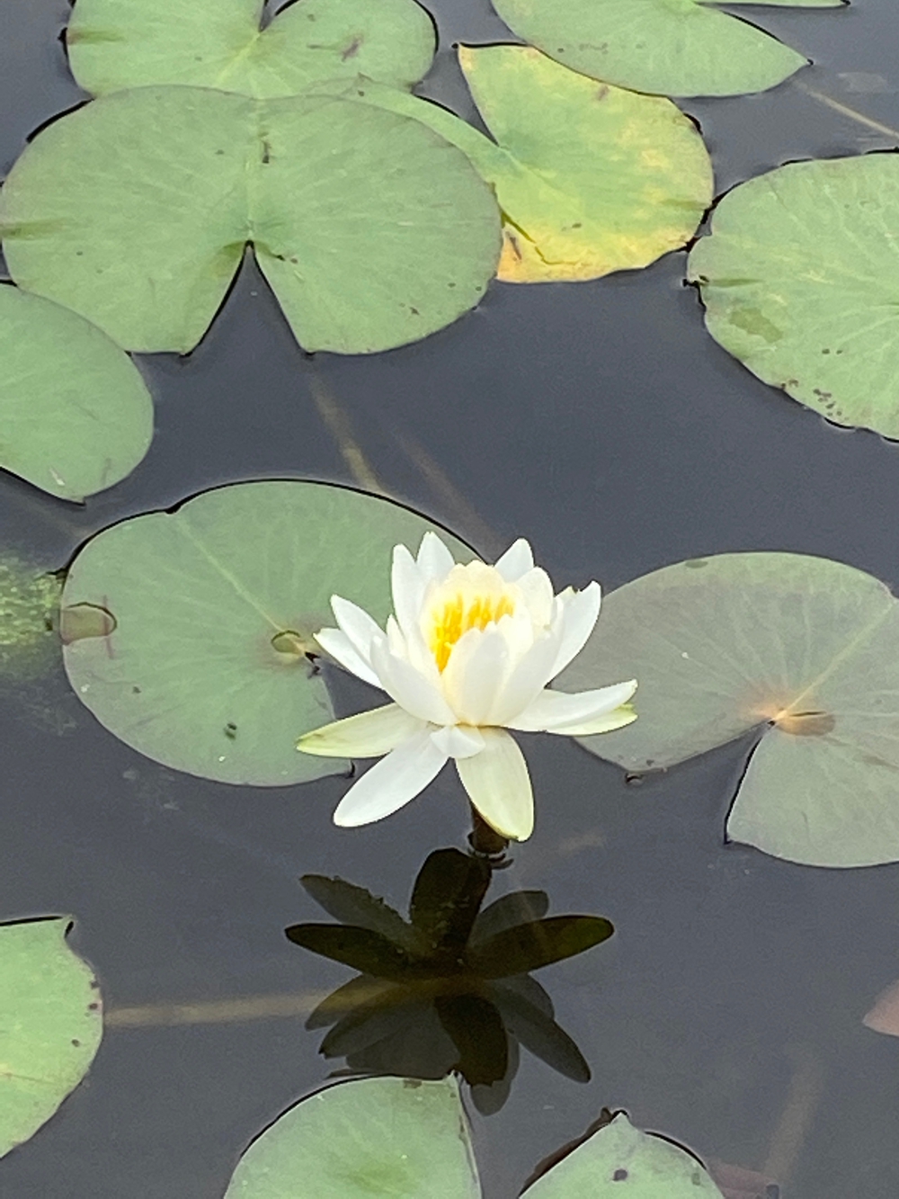 都筑緑道は都市型クロカンフォレストコース🍃❗️の写真25