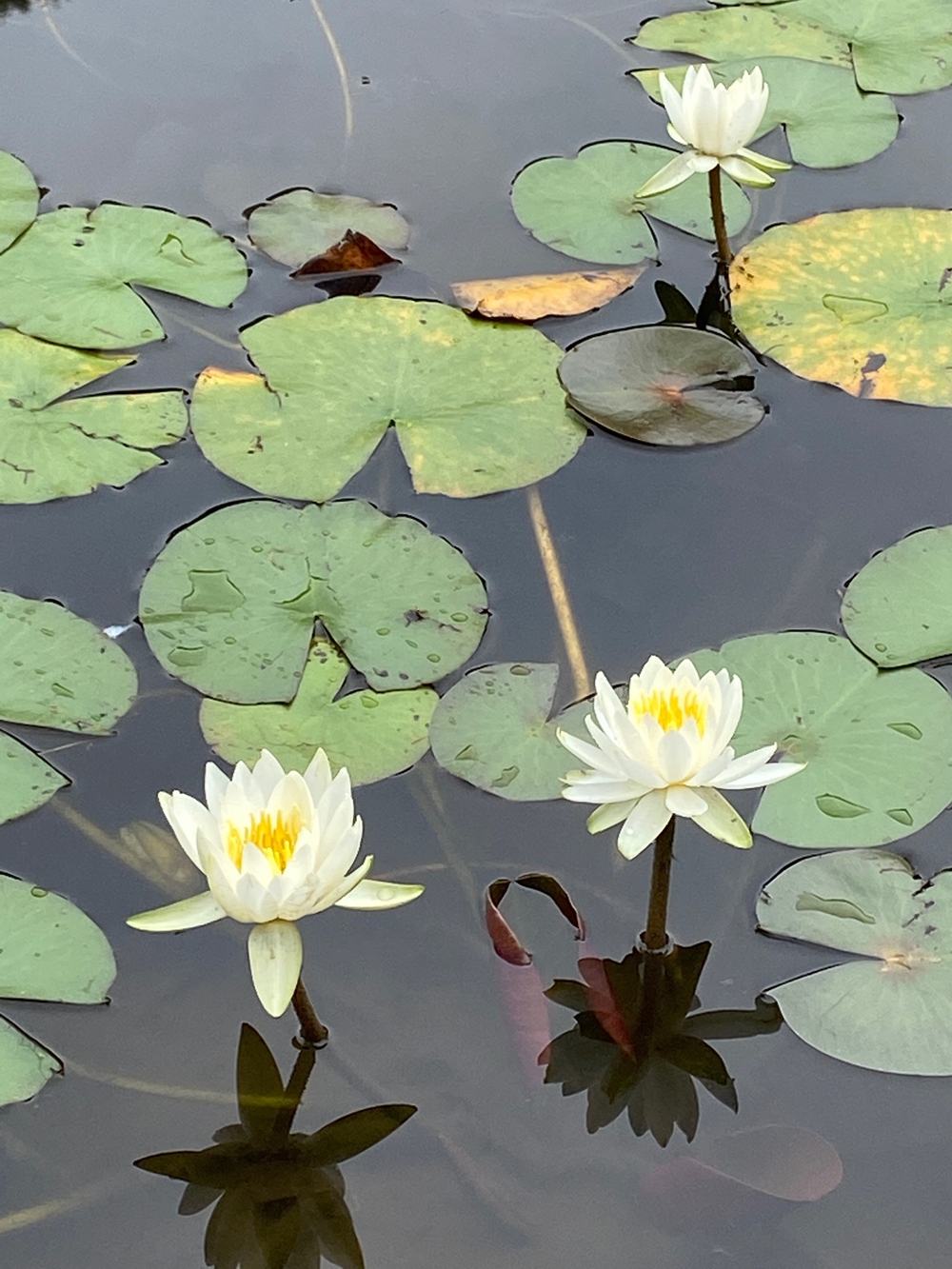 都筑緑道は都市型クロカンフォレストコース🍃❗️の写真26