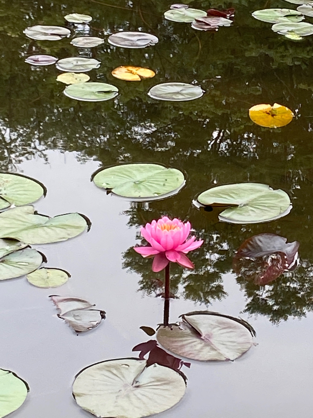 都筑緑道は都市型クロカンフォレストコース🍃❗️の写真27