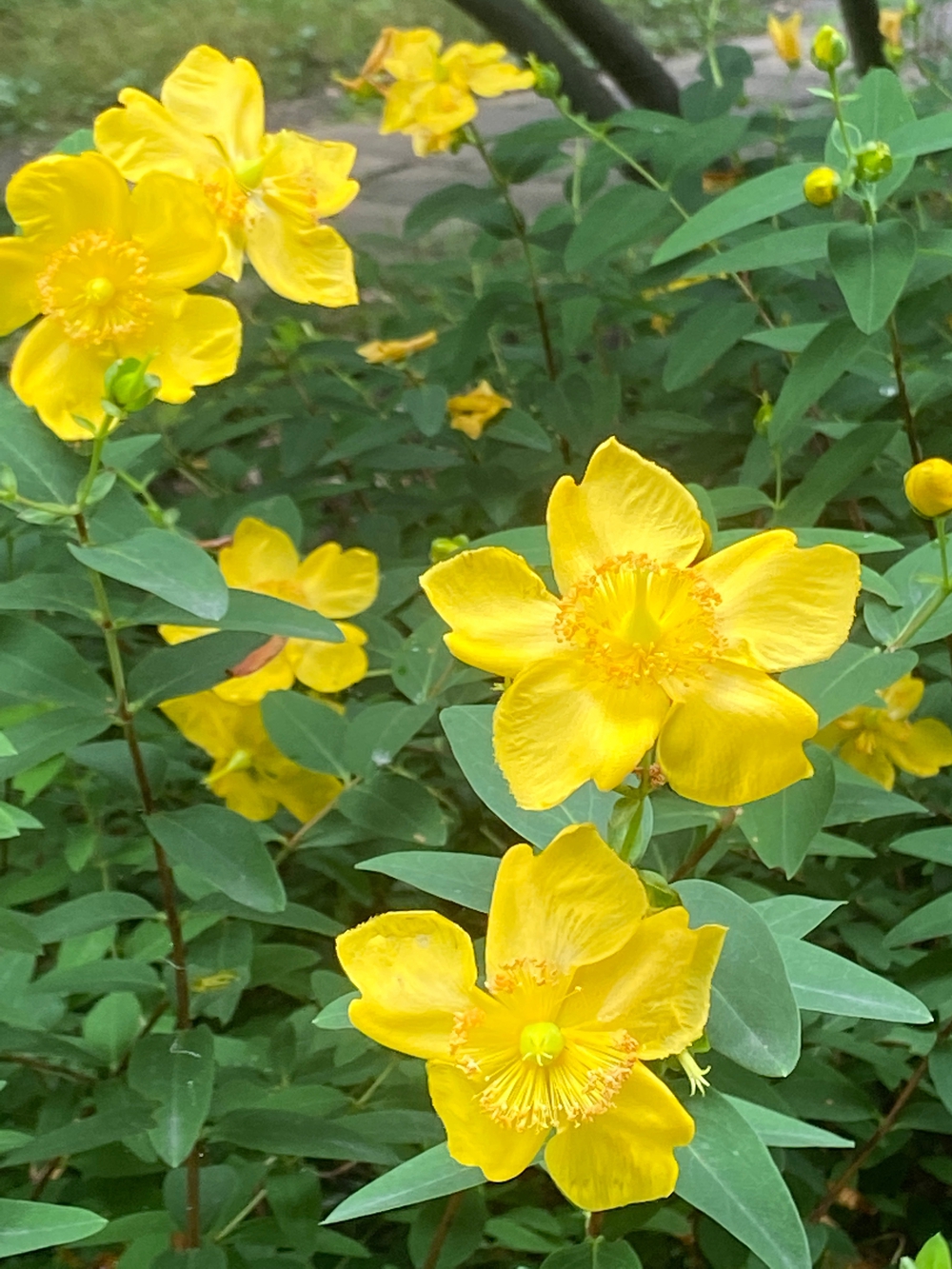 都筑緑道は都市型クロカンフォレストコース🍃❗️の写真32