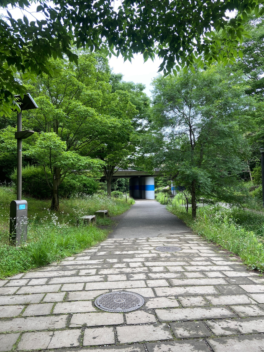 都筑緑道は都市型クロカンフォレストコース🍃❗️の写真35