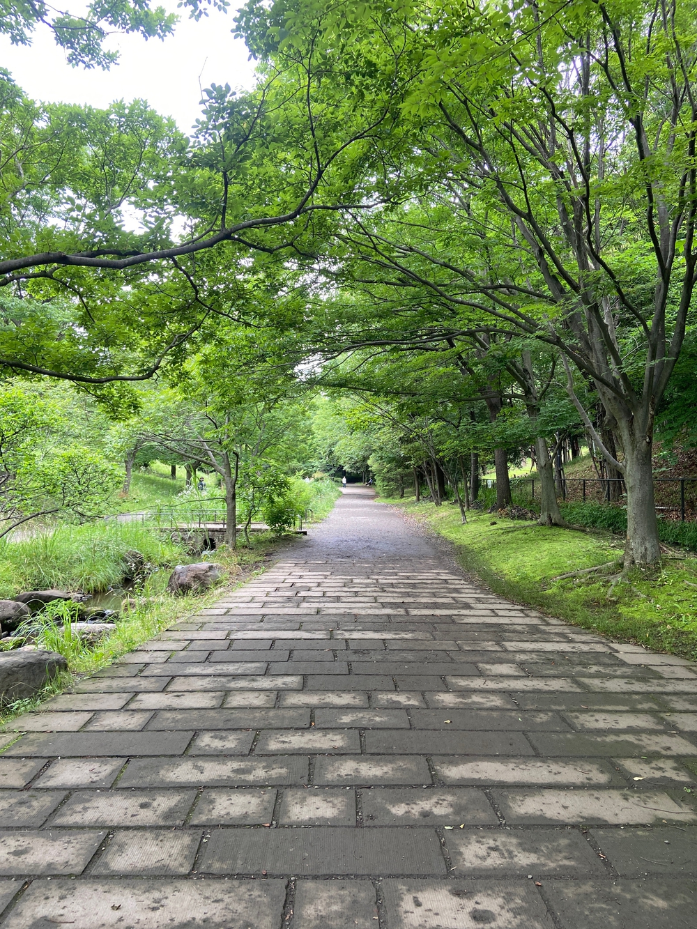 都筑緑道は都市型クロカンフォレストコース🍃❗️の写真36
