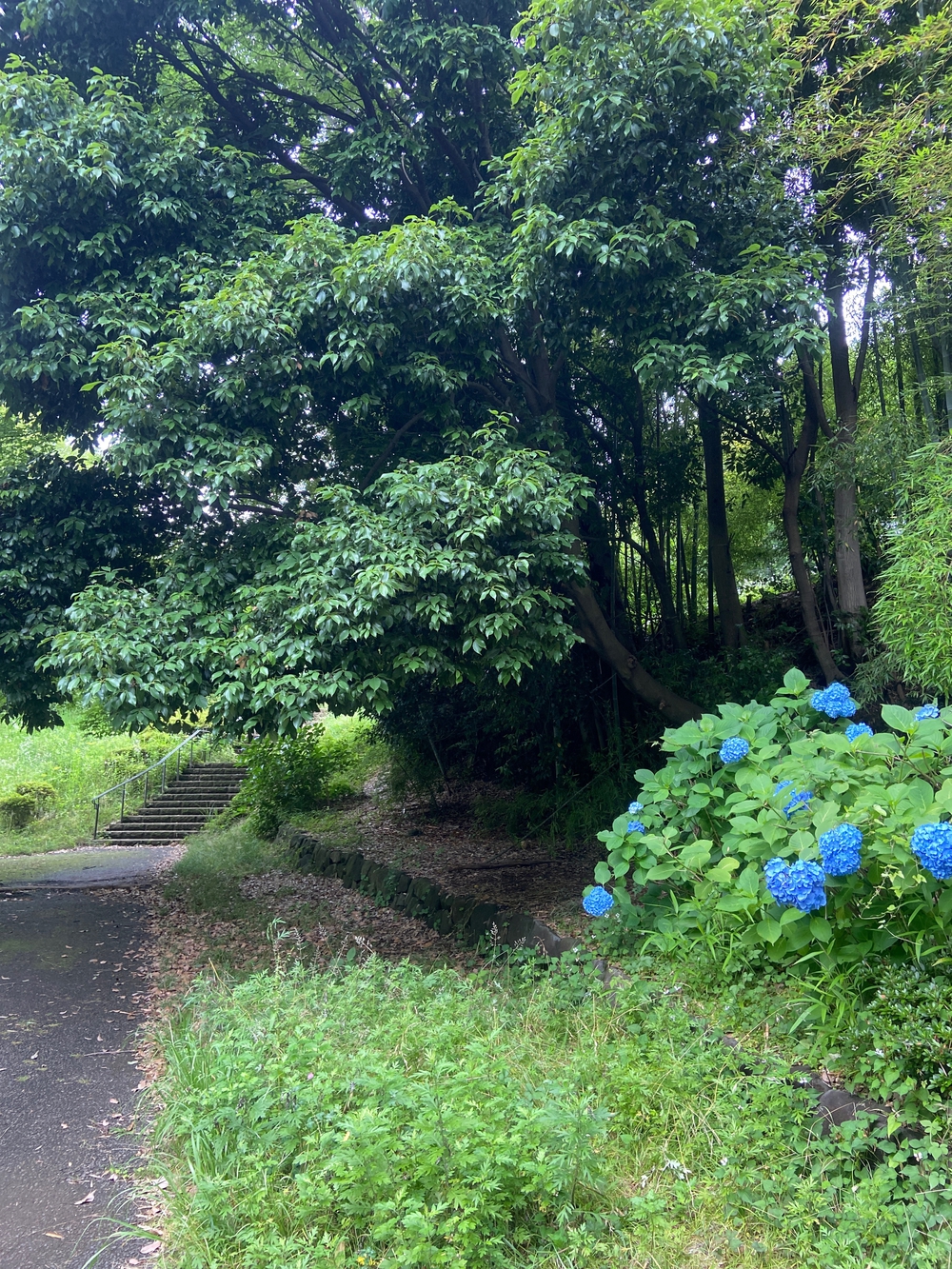 都筑緑道は都市型クロカンフォレストコース🍃❗️の写真39