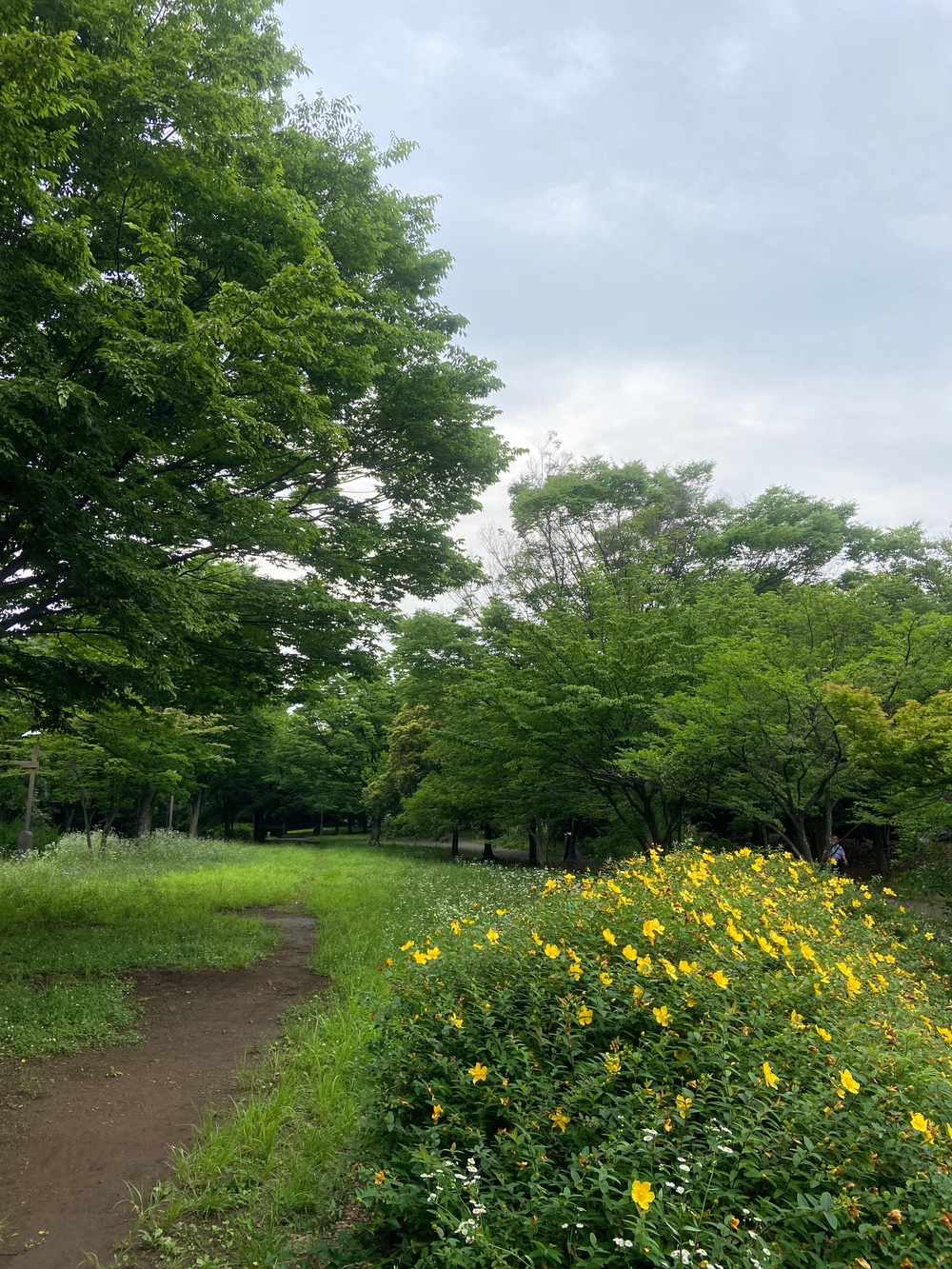 都筑緑道は都市型クロカンフォレストコース🍃❗️の写真41