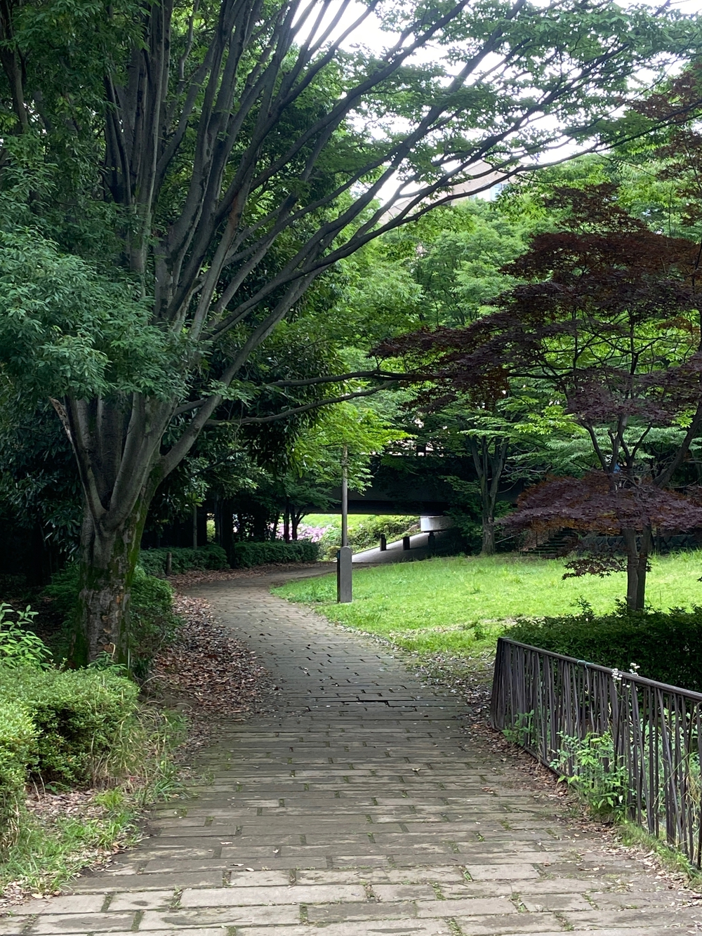 都筑緑道は都市型クロカンフォレストコース🍃❗️の写真42