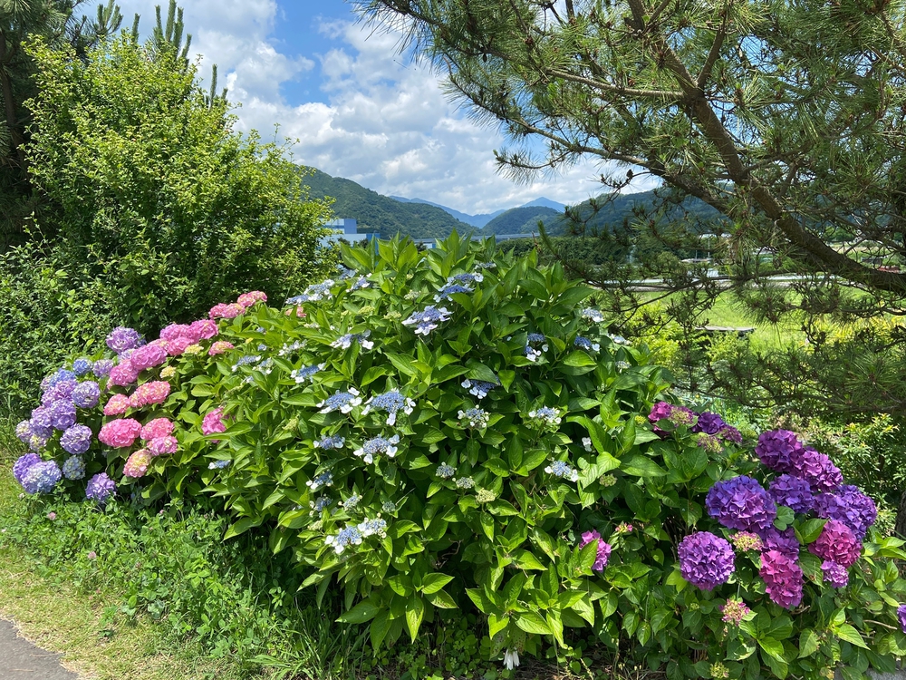 やま、かわ、あおぞら　酒匂川沿いを松田まで❗️の写真13