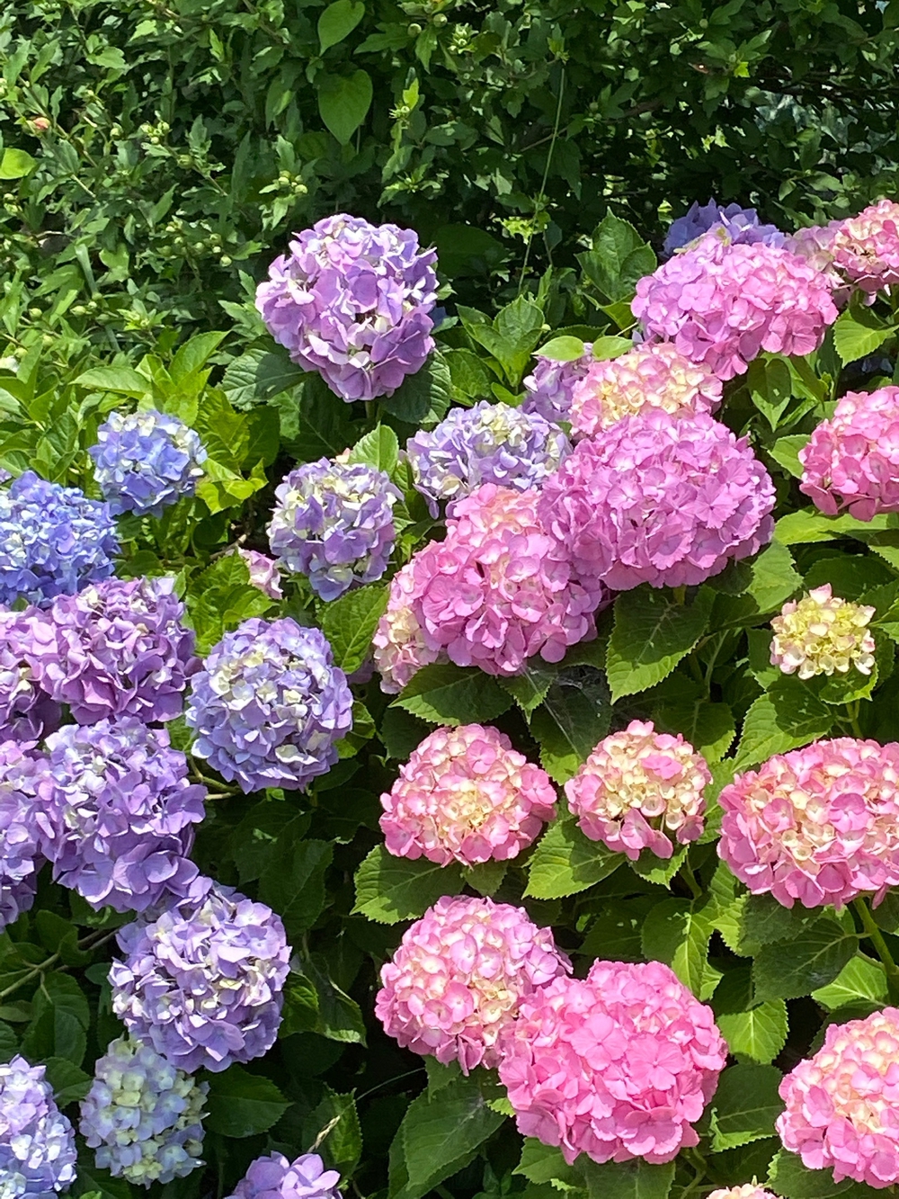 やま、かわ、あおぞら　酒匂川沿いを松田まで❗️の写真14