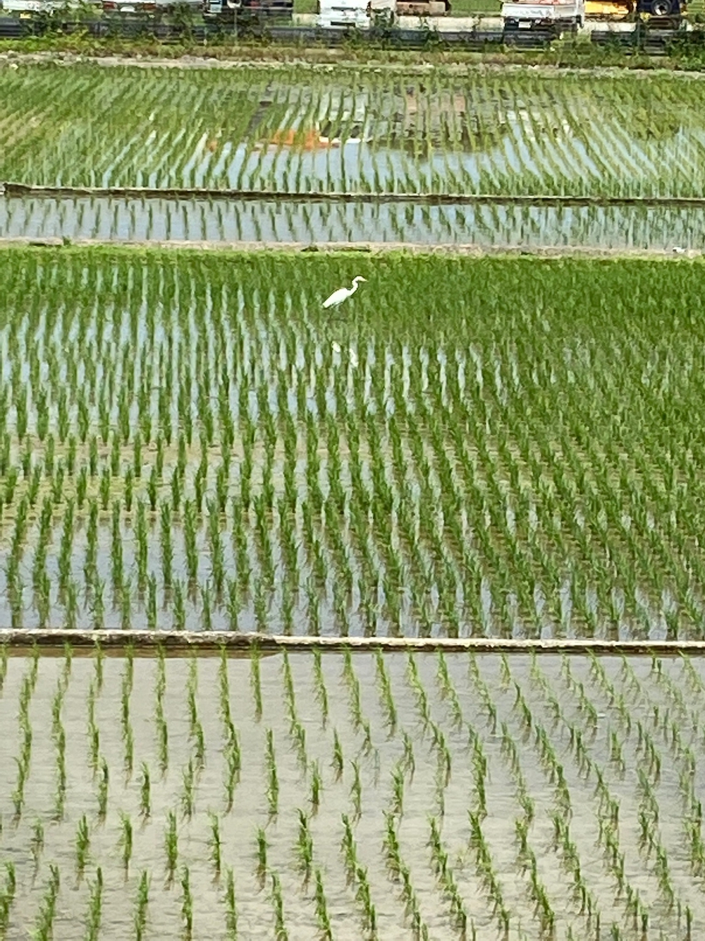 やま、かわ、あおぞら　酒匂川沿いを松田まで❗️の写真22
