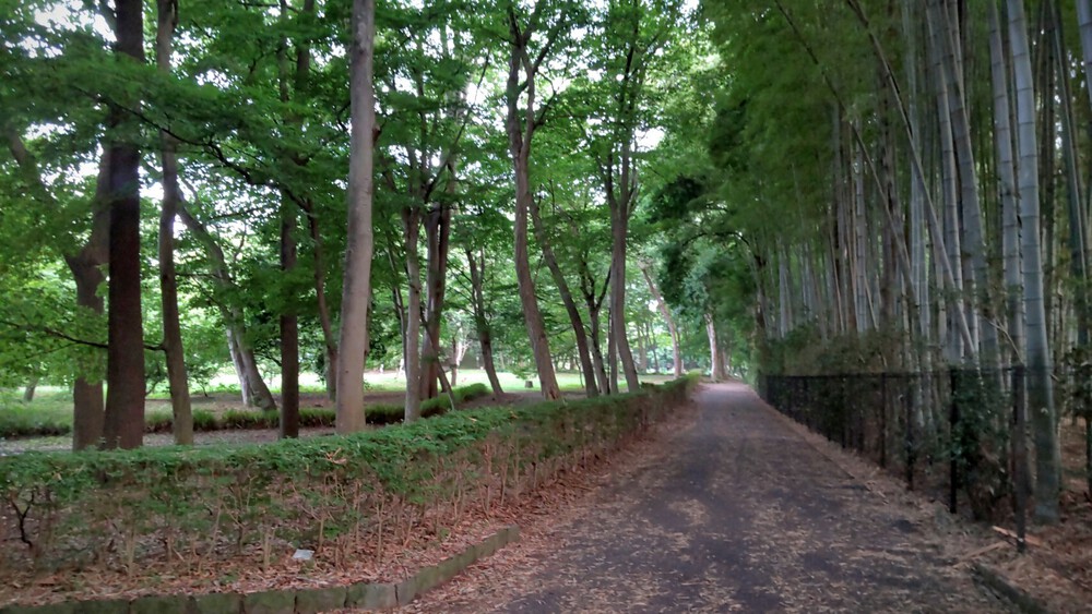 夏の日陰ラン（春日部市内牧）の写真4