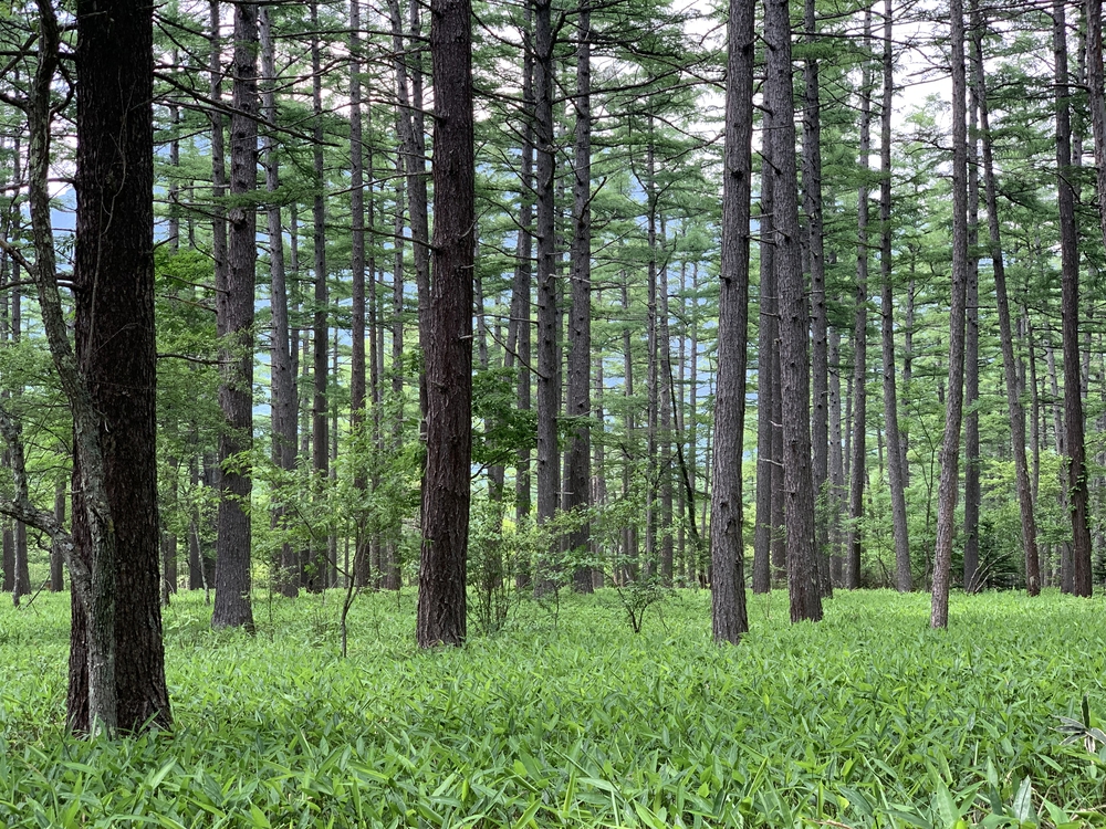 奥日光の「滝」を巡るコースの写真6
