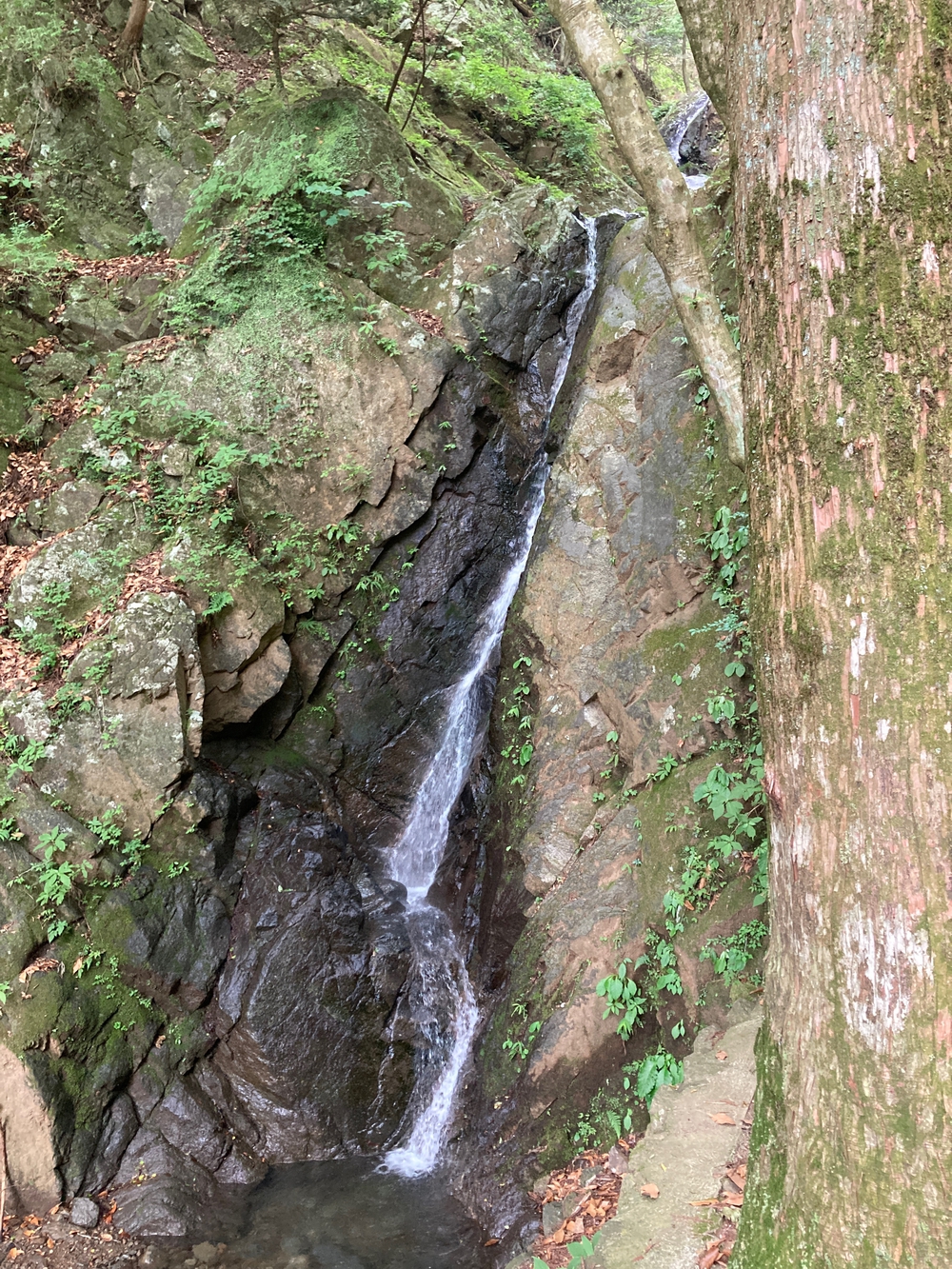 関東ふれあいの道　神奈川県　トレラン　N o.16 大山参り蓑毛のみちの写真4