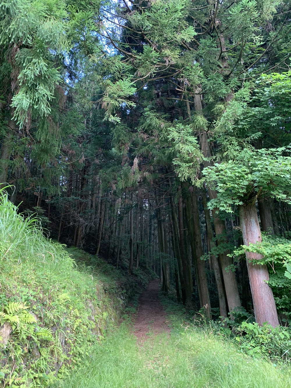 【トレイル】奥武蔵　丸山1wayの写真5