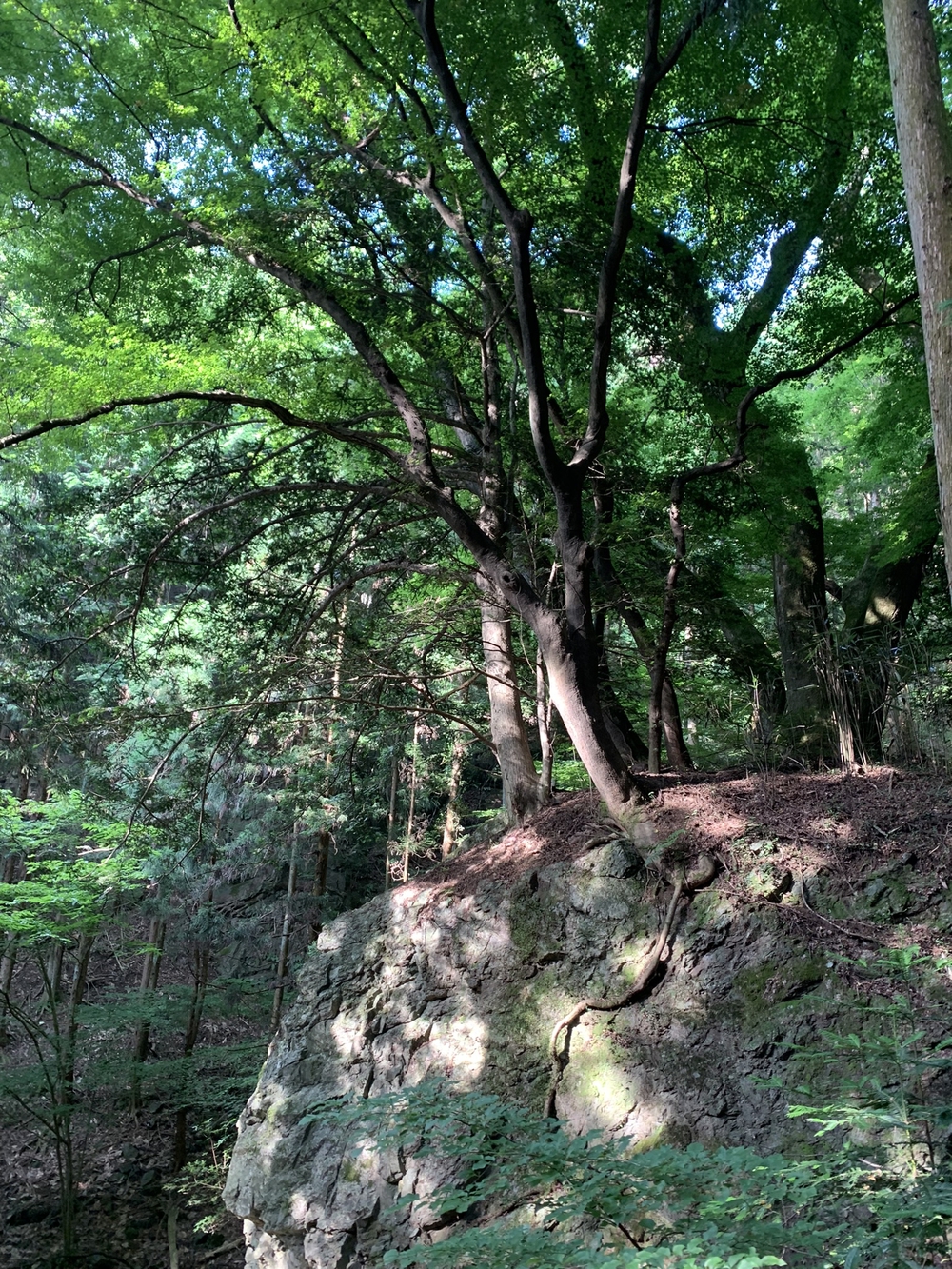 【トレイル】奥武蔵　丸山1wayの写真7