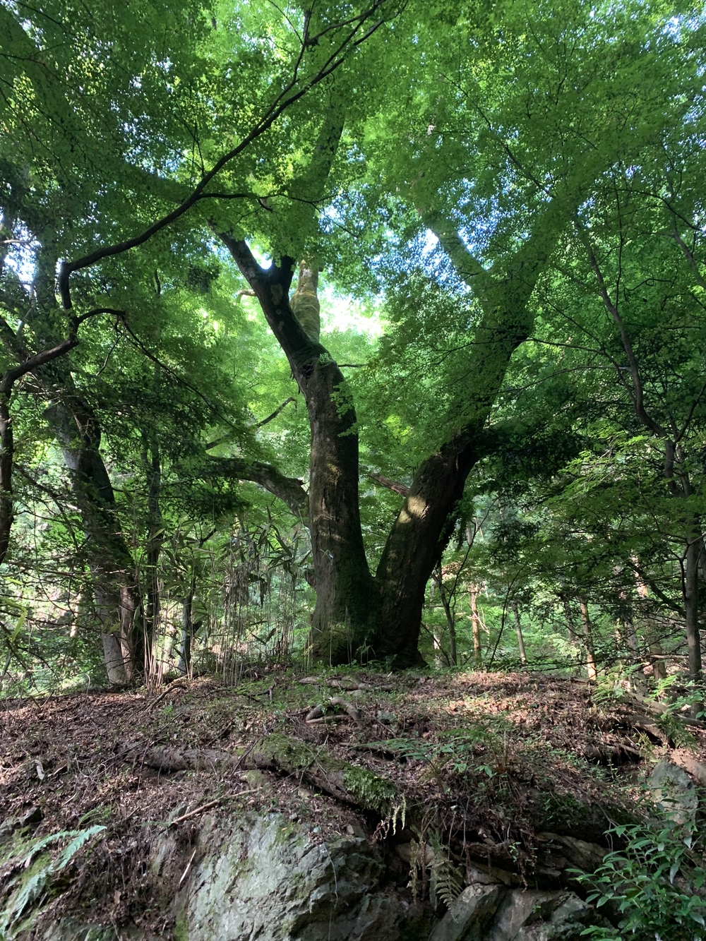 【トレイル】奥武蔵　丸山1wayの写真8