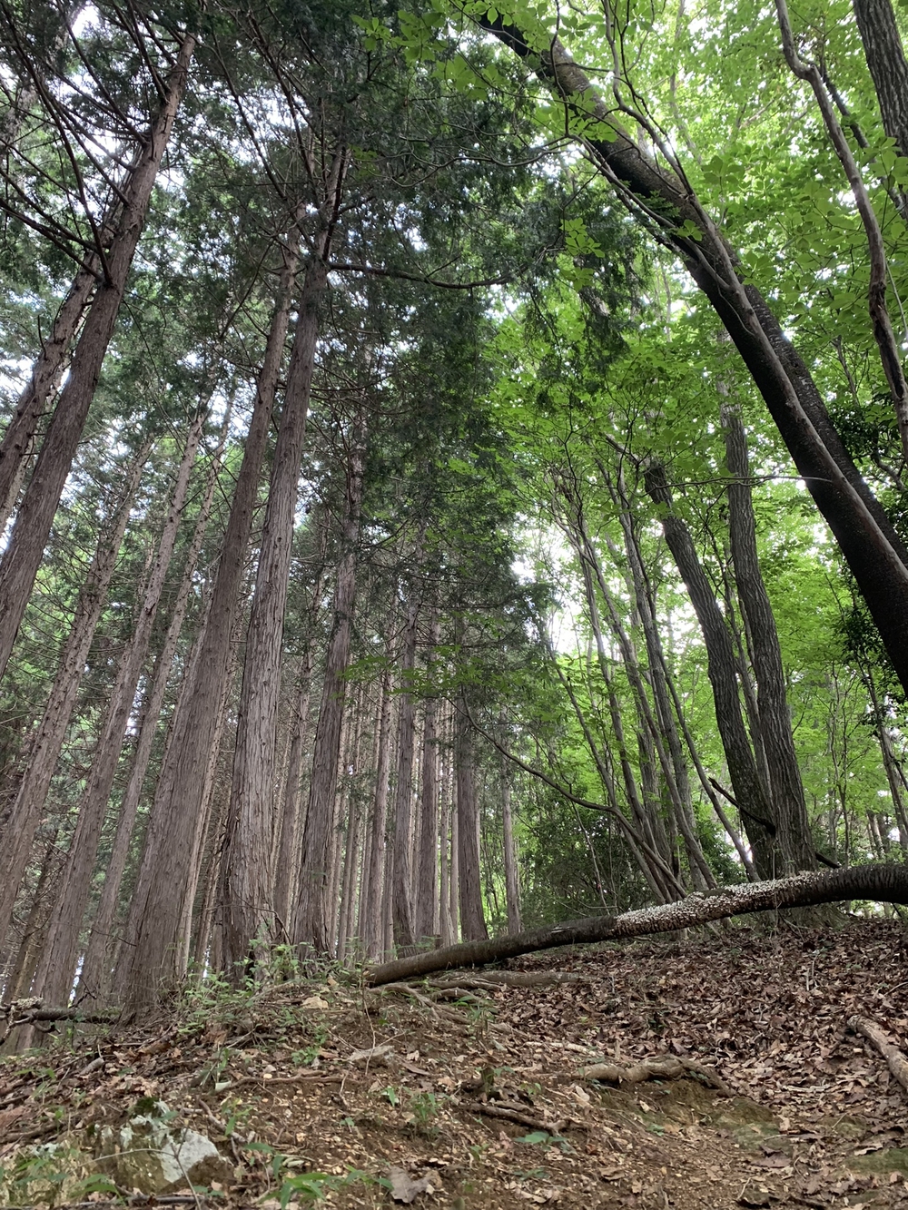 【トレイル】奥武蔵　丸山1wayの写真11