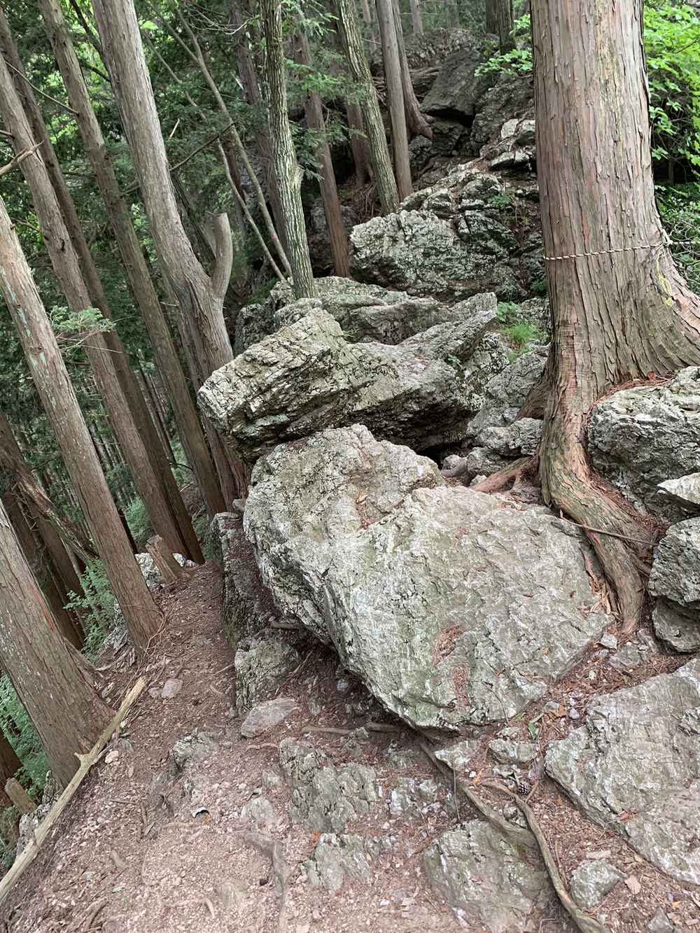 【トレイル】奥武蔵　丸山1wayの写真12