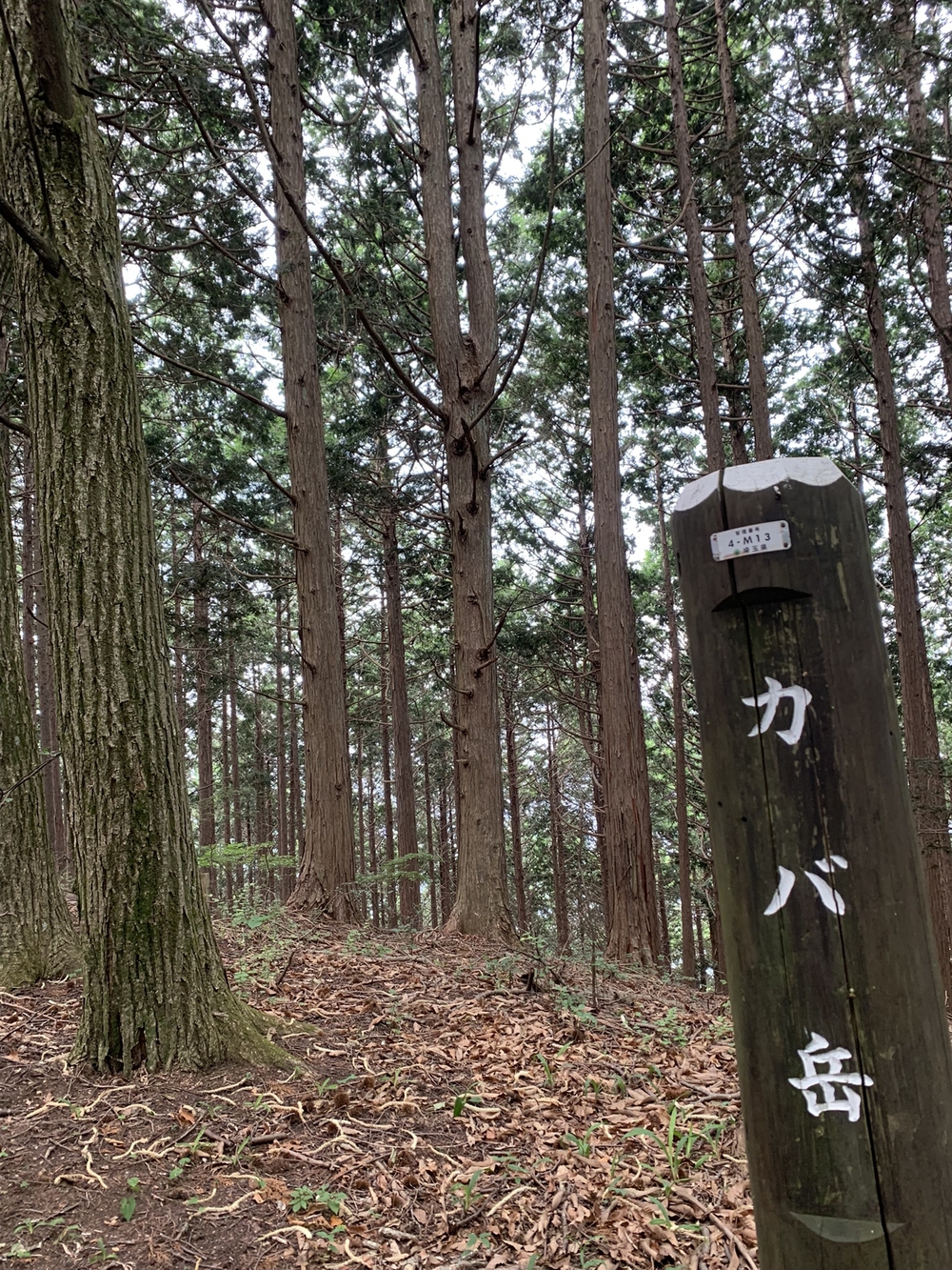 【トレイル】奥武蔵　丸山1wayの写真13