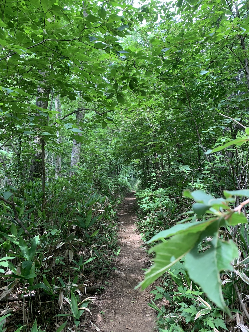 【トレイル】奥武蔵　丸山1wayの写真14