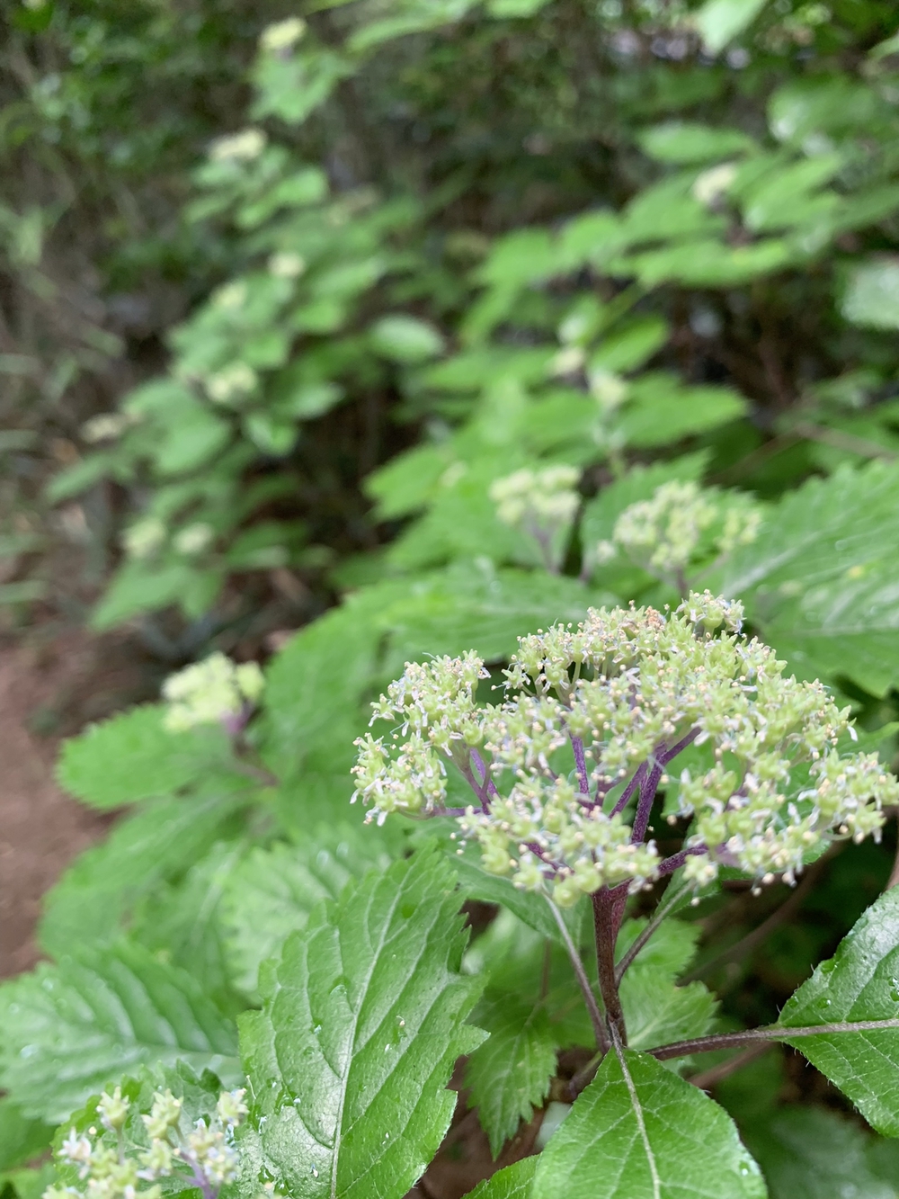 【トレイル】奥武蔵　丸山1wayの写真17